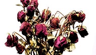 Chubhte Shool, Murjhaate Phool